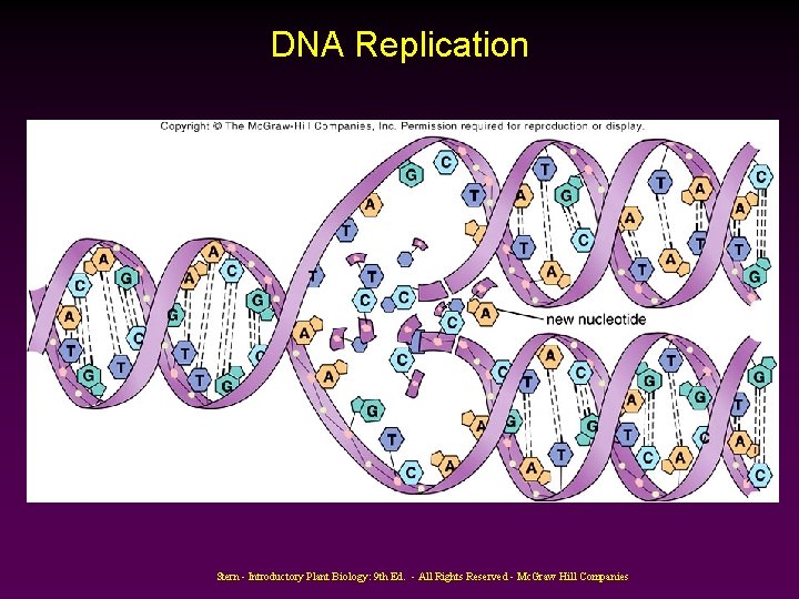 DNA Replication Stern - Introductory Plant Biology: 9 th Ed. - All Rights Reserved