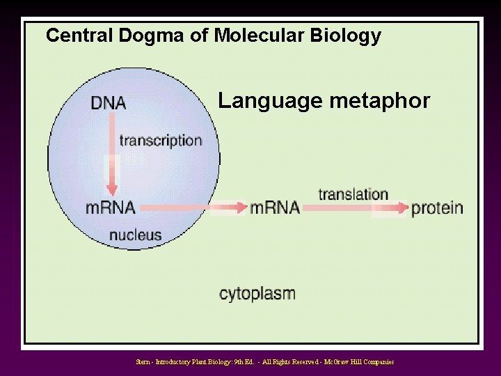 Central Dogma of Molecular Biology Language metaphor Stern - Introductory Plant Biology: 9 th