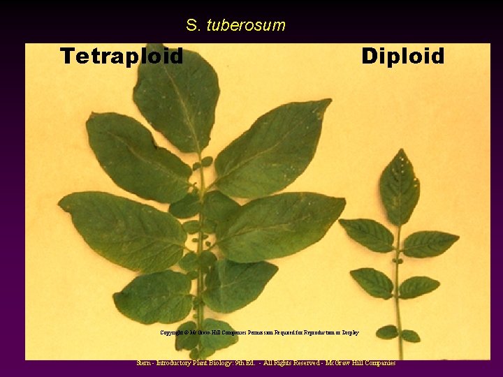 S. tuberosum Tetraploid Diploid Copyright © Mc. Graw-Hill Companies Permission Required for Reproduction or