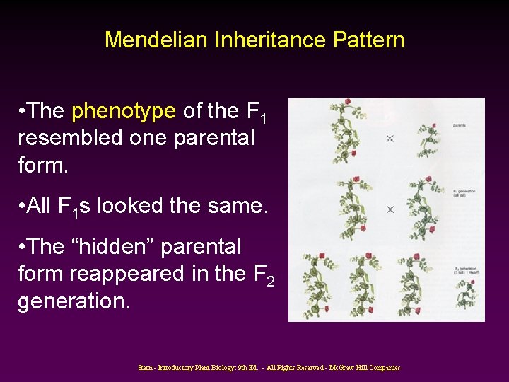 Mendelian Inheritance Pattern • The phenotype of the F 1 resembled one parental form.