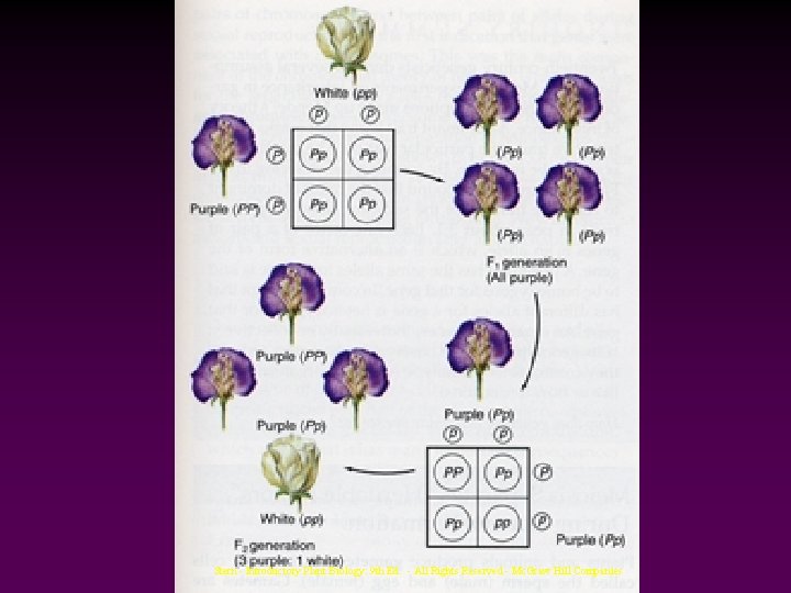 Stern - Introductory Plant Biology: 9 th Ed. - All Rights Reserved - Mc.