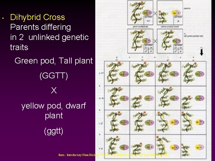  • Dihybrid Cross Parents differing in 2 unlinked genetic traits Green pod, Tall