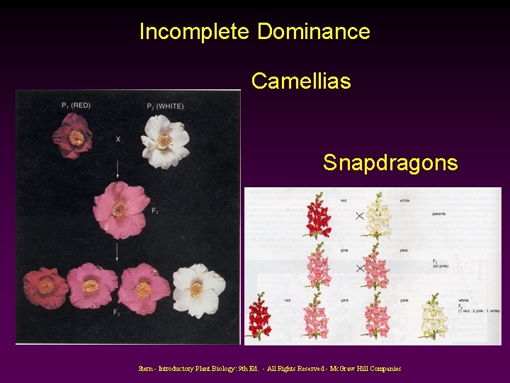 Incomplete Dominance Camellias Snapdragons Stern - Introductory Plant Biology: 9 th Ed. - All