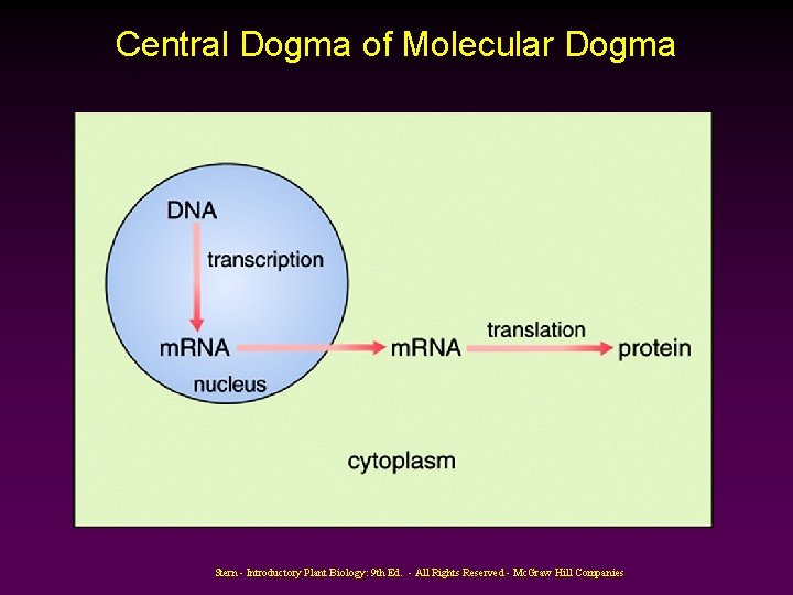 Central Dogma of Molecular Dogma Stern - Introductory Plant Biology: 9 th Ed. -