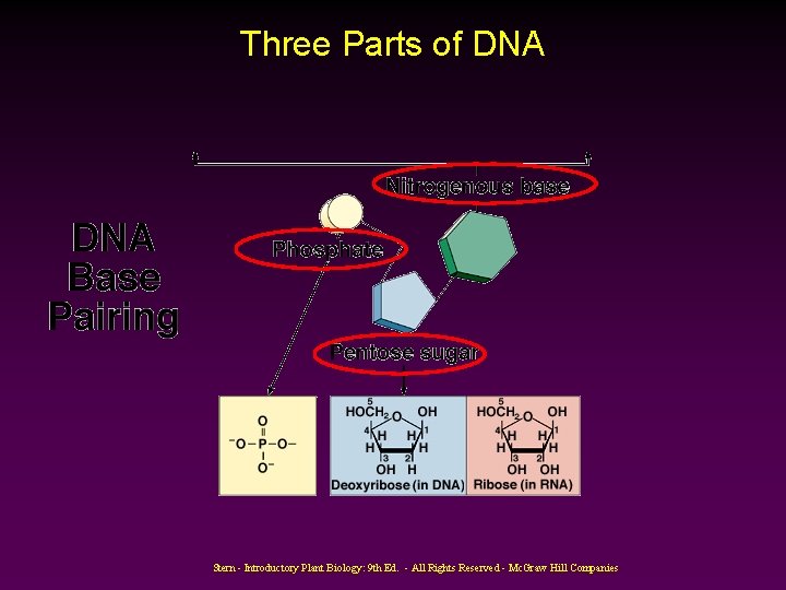 Three Parts of DNA Stern - Introductory Plant Biology: 9 th Ed. - All