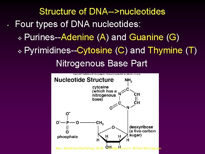  • Structure of DNA-->nucleotides Four types of DNA nucleotides: v Purines--Adenine (A) and