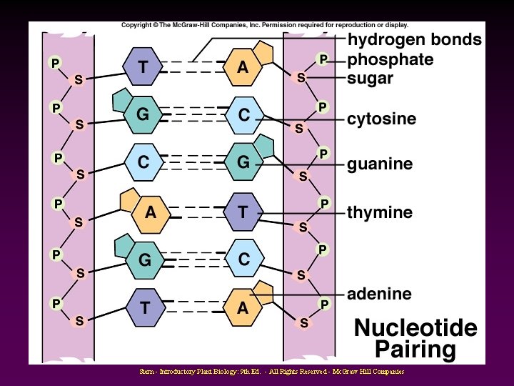 Stern - Introductory Plant Biology: 9 th Ed. - All Rights Reserved - Mc.