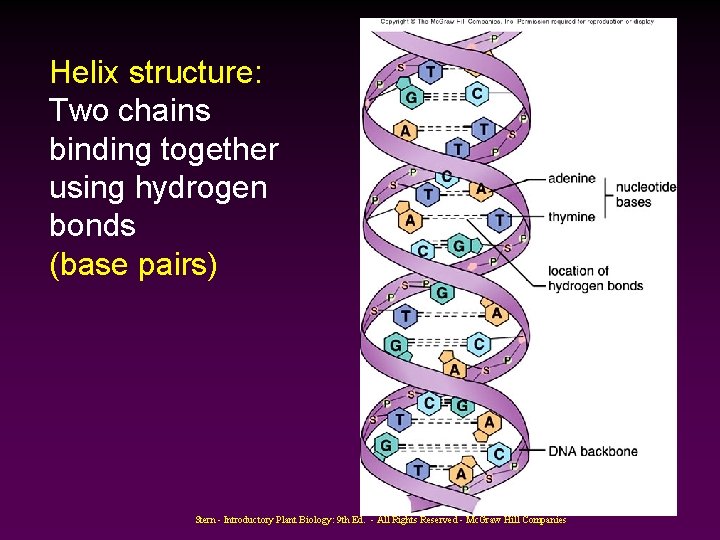 Helix structure: Two chains binding together using hydrogen bonds (base pairs) Stern - Introductory