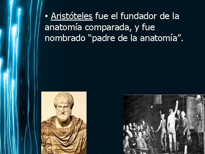  • Aristóteles fue el fundador de la anatomía comparada, y fue nombrado “padre