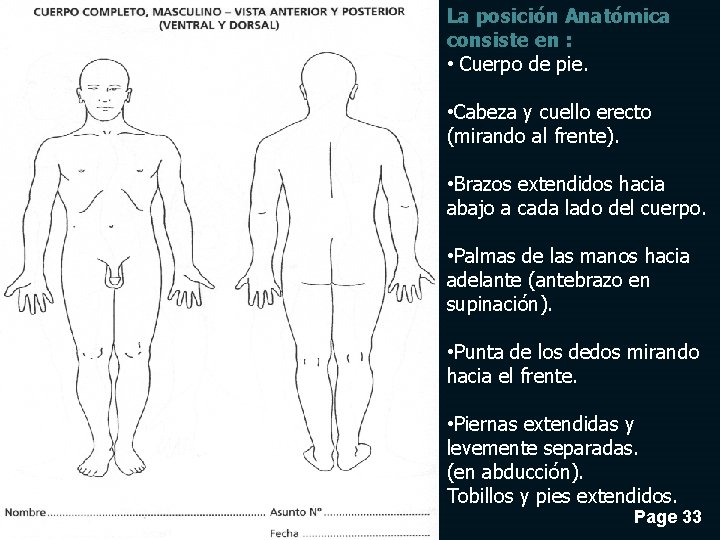 La posición Anatómica consiste en : • Cuerpo de pie. • Cabeza y cuello