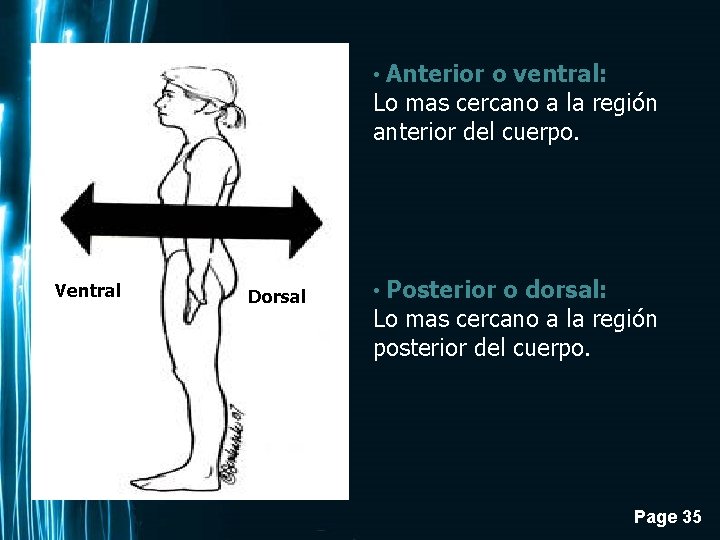  • Anterior o ventral: Lo mas cercano a la región anterior del cuerpo.