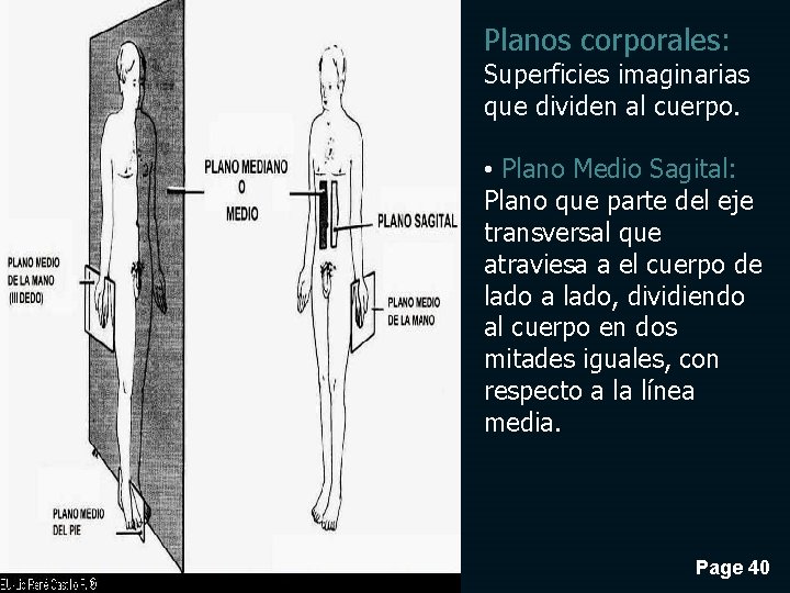 Planos corporales: Superficies imaginarias que dividen al cuerpo. • Plano Medio Sagital: Plano que