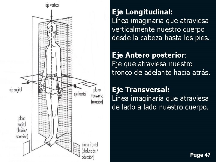 Eje Longitudinal: Línea imaginaria que atraviesa verticalmente nuestro cuerpo desde la cabeza hasta los
