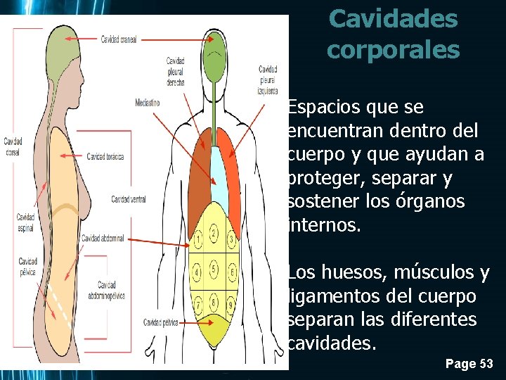 Cavidades corporales Espacios que se encuentran dentro del cuerpo y que ayudan a proteger,