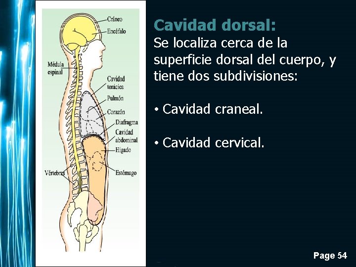 Cavidad dorsal: Se localiza cerca de la superficie dorsal del cuerpo, y tiene dos