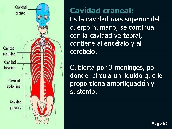 Cavidad craneal: Es la cavidad mas superior del cuerpo humano, se continua con la