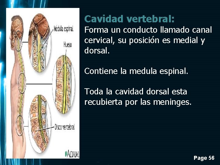 Cavidad vertebral: Forma un conducto llamado canal cervical, su posición es medial y dorsal.