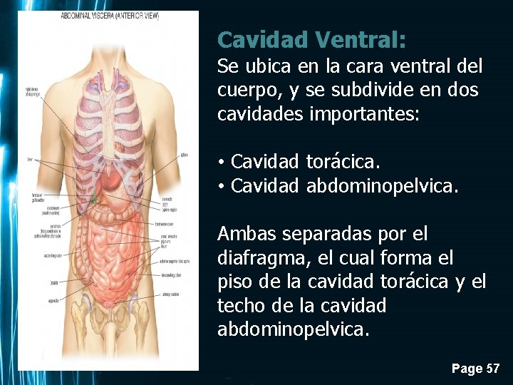 Cavidad Ventral: Se ubica en la cara ventral del cuerpo, y se subdivide en