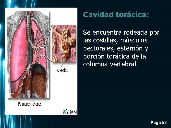 Cavidad torácica: Se encuentra rodeada por las costillas, músculos pectorales, esternón y porción torácica