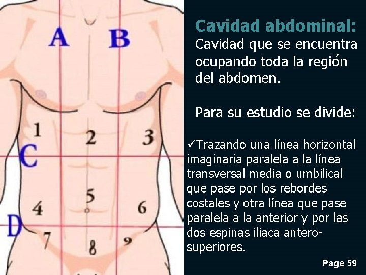 Cavidad abdominal: Cavidad que se encuentra ocupando toda la región del abdomen. Para su