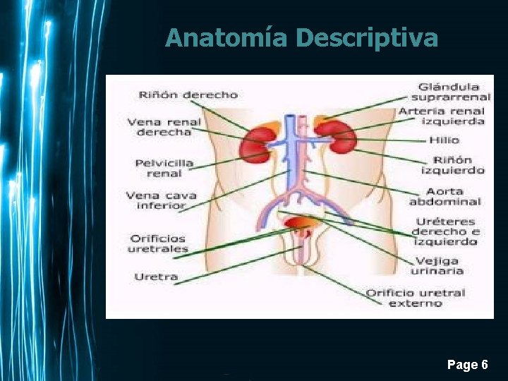 Anatomía Descriptiva Page 6 