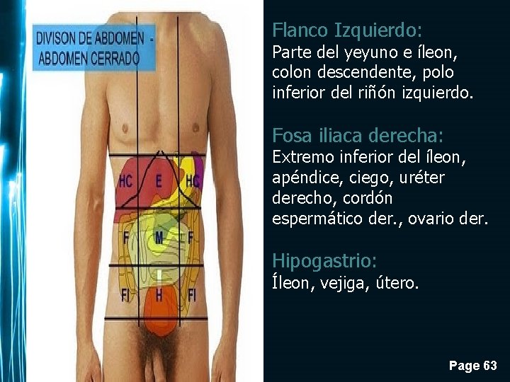 Flanco Izquierdo: Parte del yeyuno e íleon, colon descendente, polo inferior del riñón izquierdo.