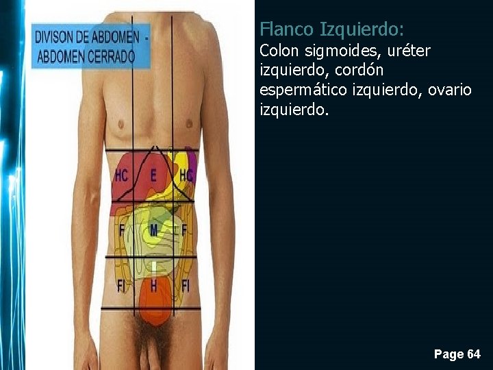 Flanco Izquierdo: Colon sigmoides, uréter izquierdo, cordón espermático izquierdo, ovario izquierdo. Page 64 