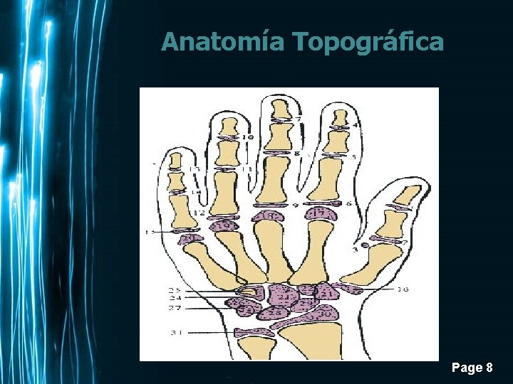 Anatomía Topográfica Page 8 