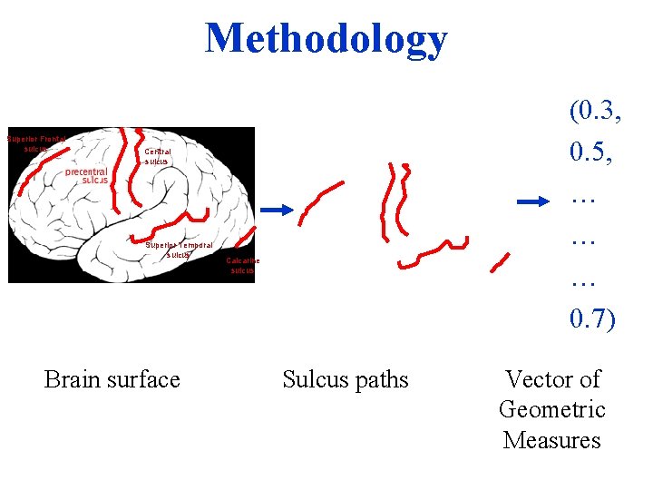 Methodology Superior Frontal sulcus (0. 3, 0. 5, … … … 0. 7) Central