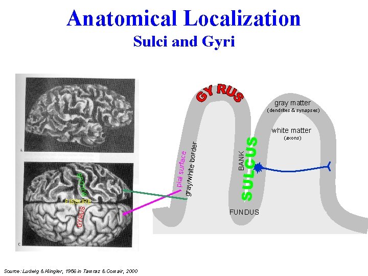 Anatomical Localization Sulci and Gyri gray matter (dendrites & synapses) GYRU S Source: Ludwig