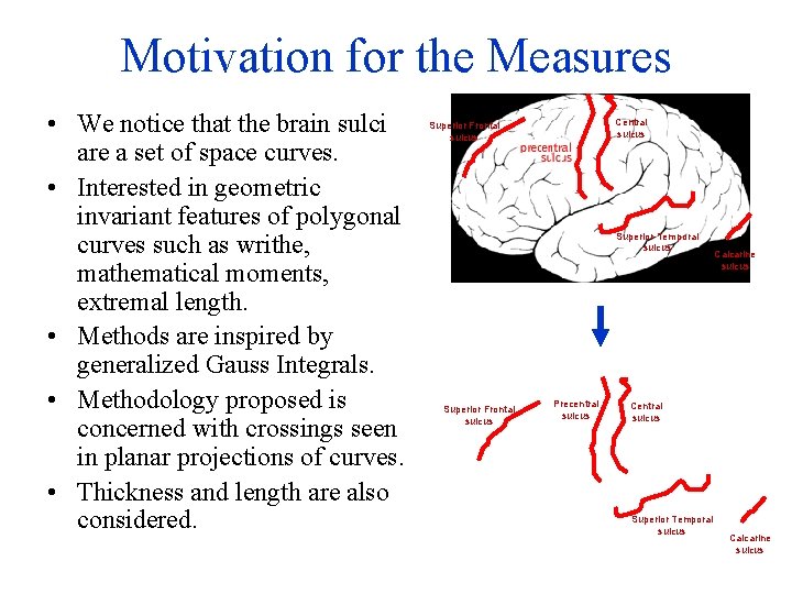 Motivation for the Measures • We notice that the brain sulci are a set