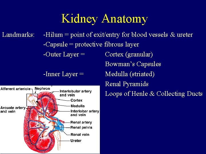 Kidney Anatomy Landmarks: -Hilum = point of exit/entry for blood vessels & ureter -Capsule
