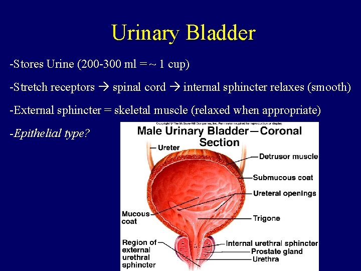 Urinary Bladder -Stores Urine (200 -300 ml = ~ 1 cup) -Stretch receptors spinal