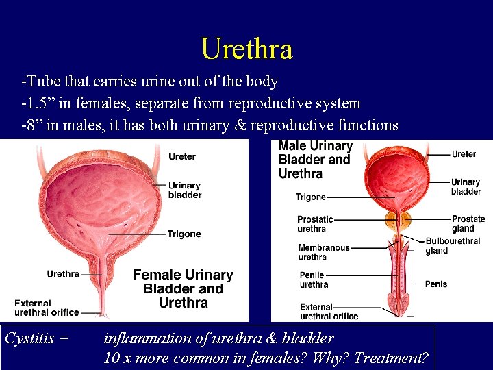 Urethra -Tube that carries urine out of the body -1. 5” in females, separate