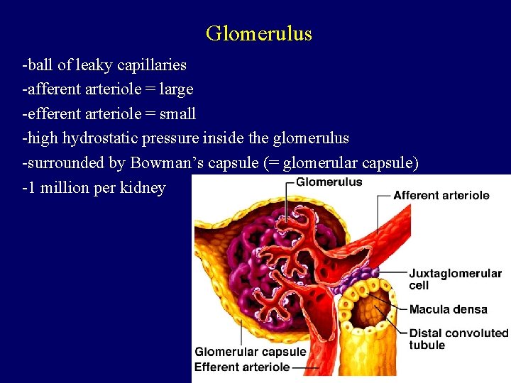 Glomerulus -ball of leaky capillaries -afferent arteriole = large -efferent arteriole = small -high