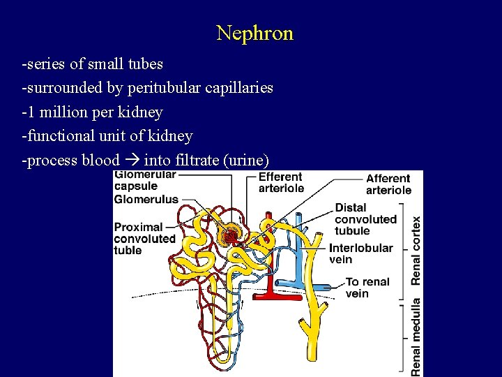 Nephron -series of small tubes -surrounded by peritubular capillaries -1 million per kidney -functional