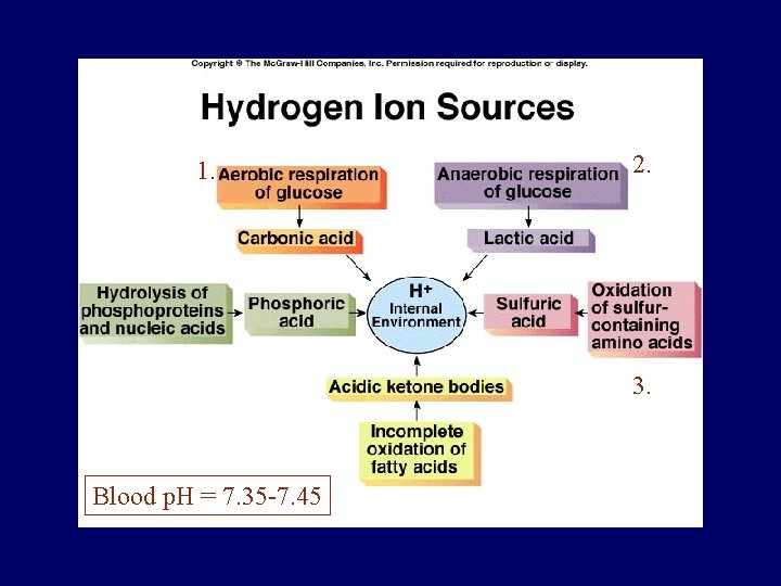 1. 2. 3. Blood p. H = 7. 35 -7. 45 