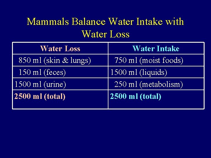 Mammals Balance Water Intake with Water Loss 850 ml (skin & lungs) 150 ml