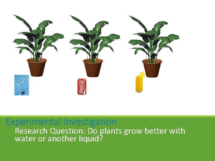 Experimental Investigation Research Question: Do plants grow better with water or another liquid? Experimental Investigation Research Question: Do plants grow better with water or another liquid?