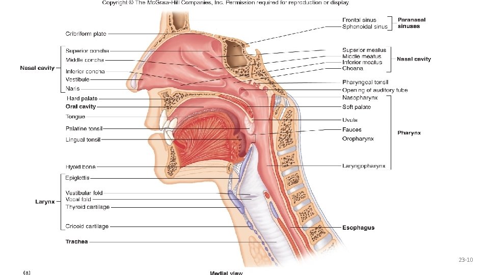 Nasal Cavities • Nasal cavity • From nares to choncae • Vestibule: just inside