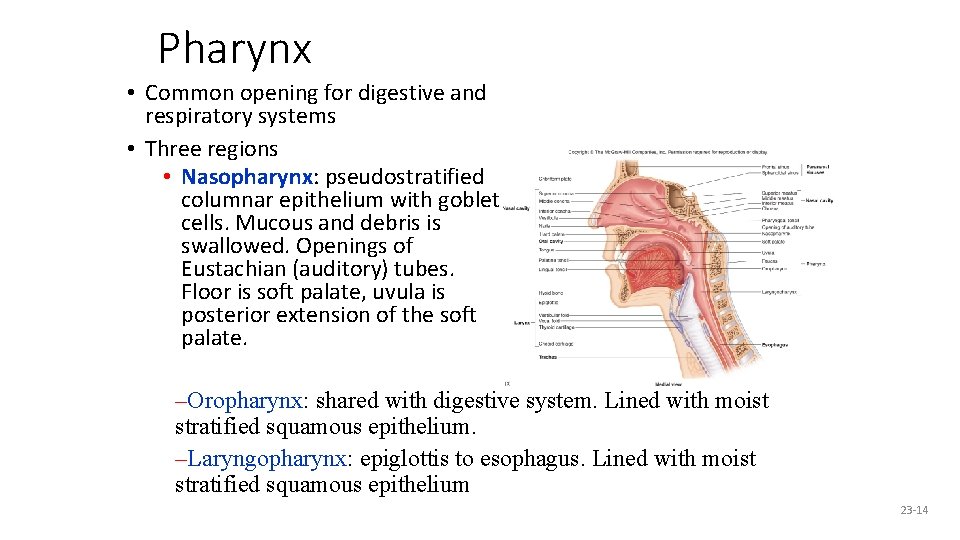 Pharynx • Common opening for digestive and respiratory systems • Three regions • Nasopharynx: