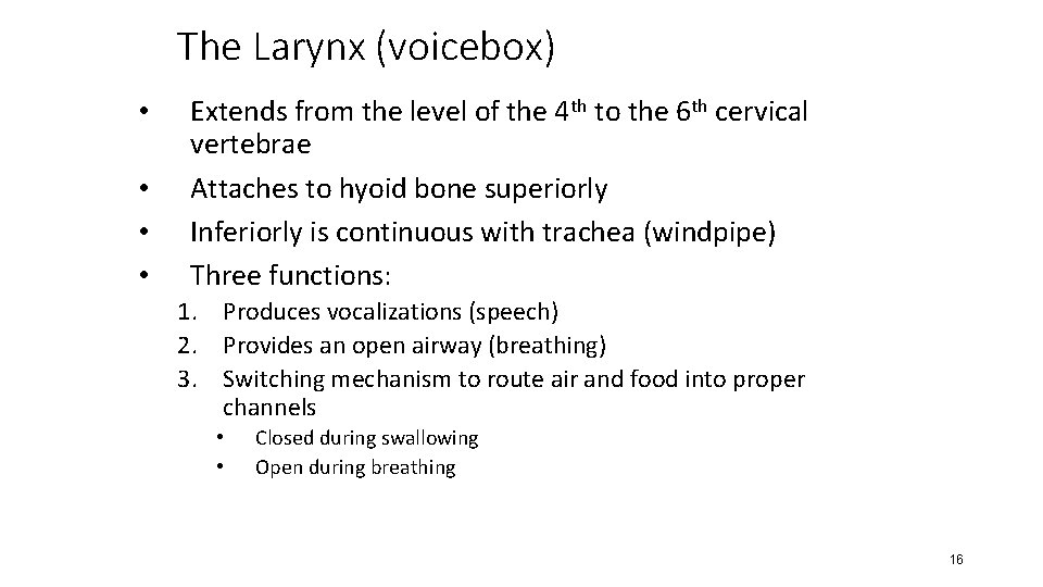 The Larynx (voicebox) • • Extends from the level of the 4 th to