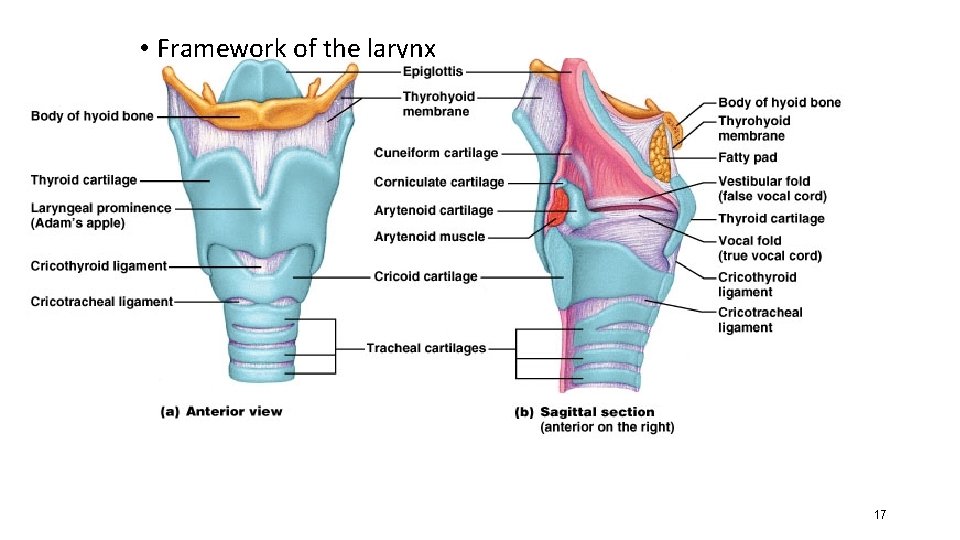  • Framework of the larynx • 9 cartilages connected by membranes and ligaments