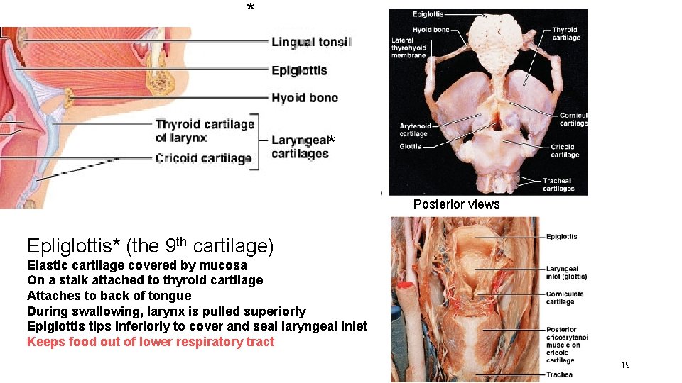 * * Posterior views Epliglottis* (the 9 th cartilage) Elastic cartilage covered by mucosa