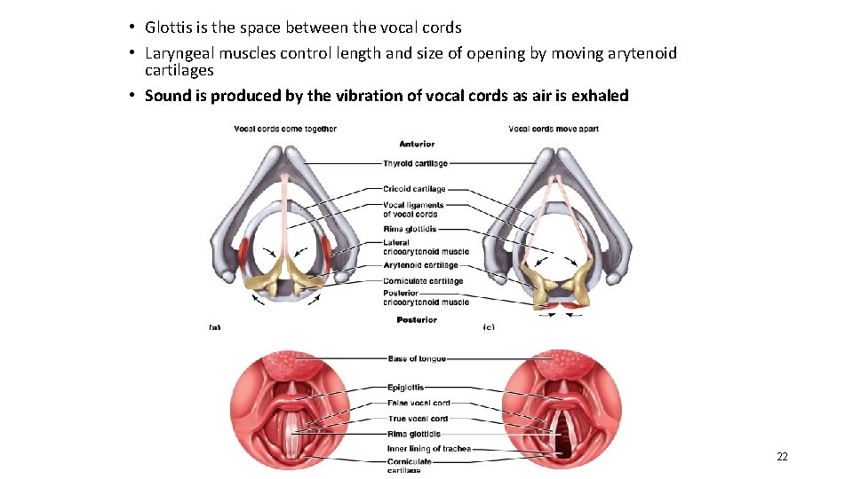  • Glottis is the space between the vocal cords • Laryngeal muscles control