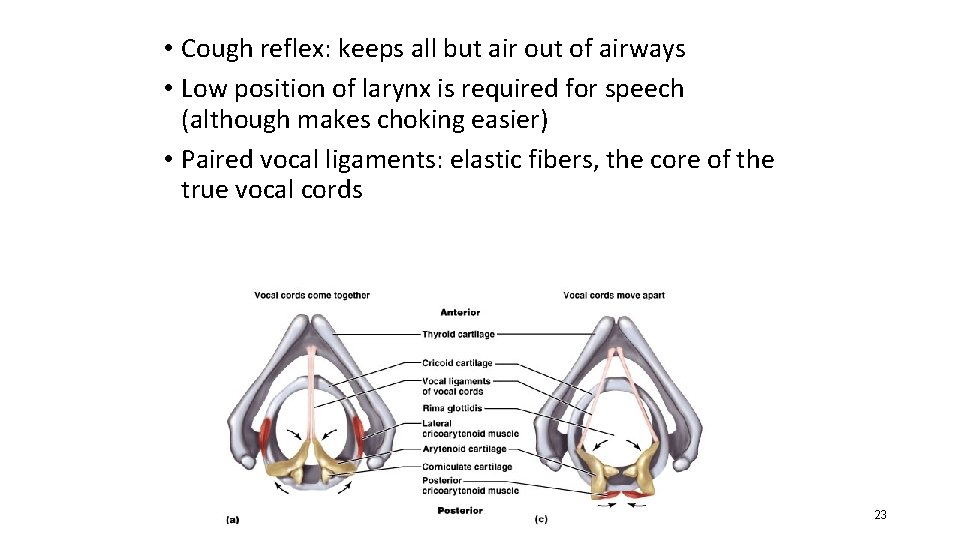  • Cough reflex: keeps all but air out of airways • Low position