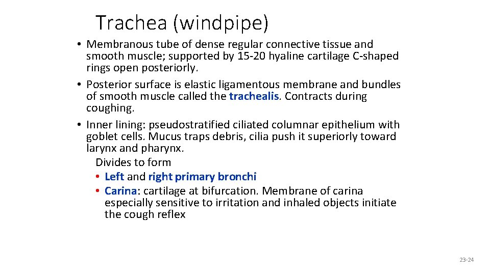 Trachea (windpipe) • Membranous tube of dense regular connective tissue and smooth muscle; supported