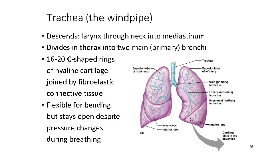 Trachea (the windpipe) • Descends: larynx through neck into mediastinum • Divides in thorax