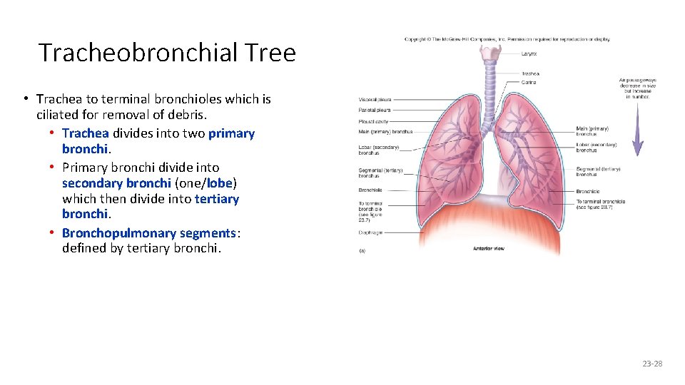 Tracheobronchial Tree • Trachea to terminal bronchioles which is ciliated for removal of debris.