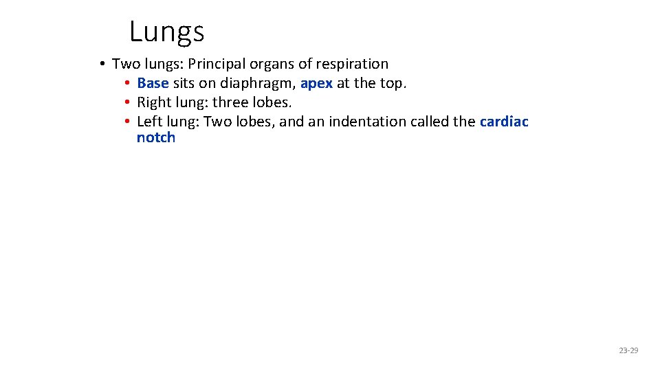 Lungs • Two lungs: Principal organs of respiration • Base sits on diaphragm, apex